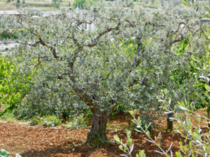 Olives - Fruit of the Gods