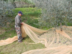 The Olive Harvest