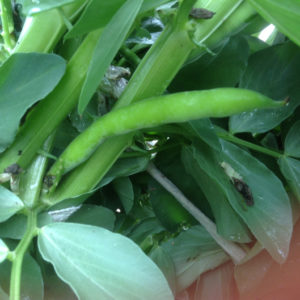 Garden Rx