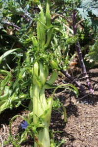 Garden Reformation