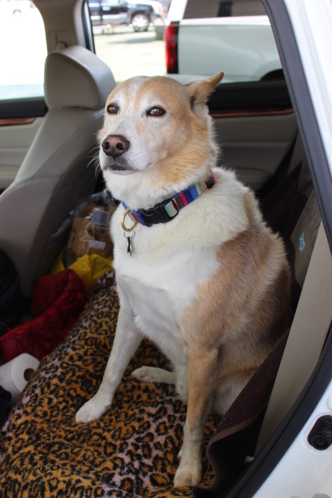 traveling dog